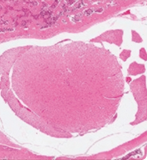 신바로2 약침 투여 쥐