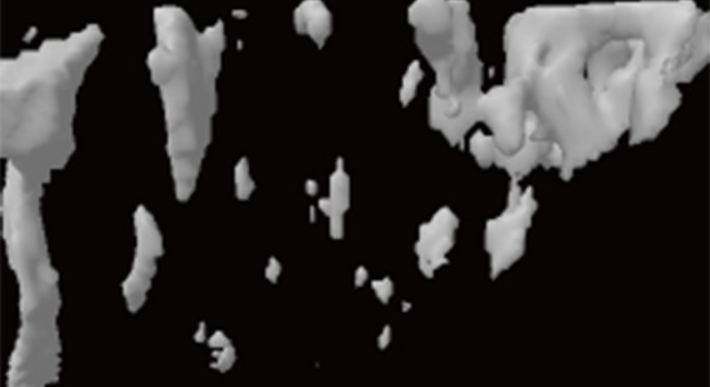 정상 쥐 엑스레이