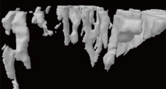 한약 투여 쥐 엑스레이