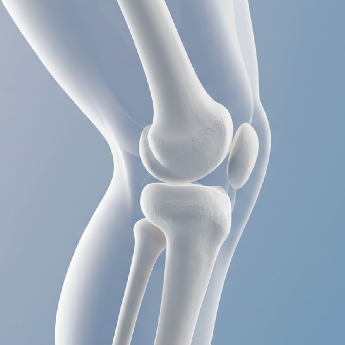 무릎 관절 구조를 나타낸 3D 인체 이미지